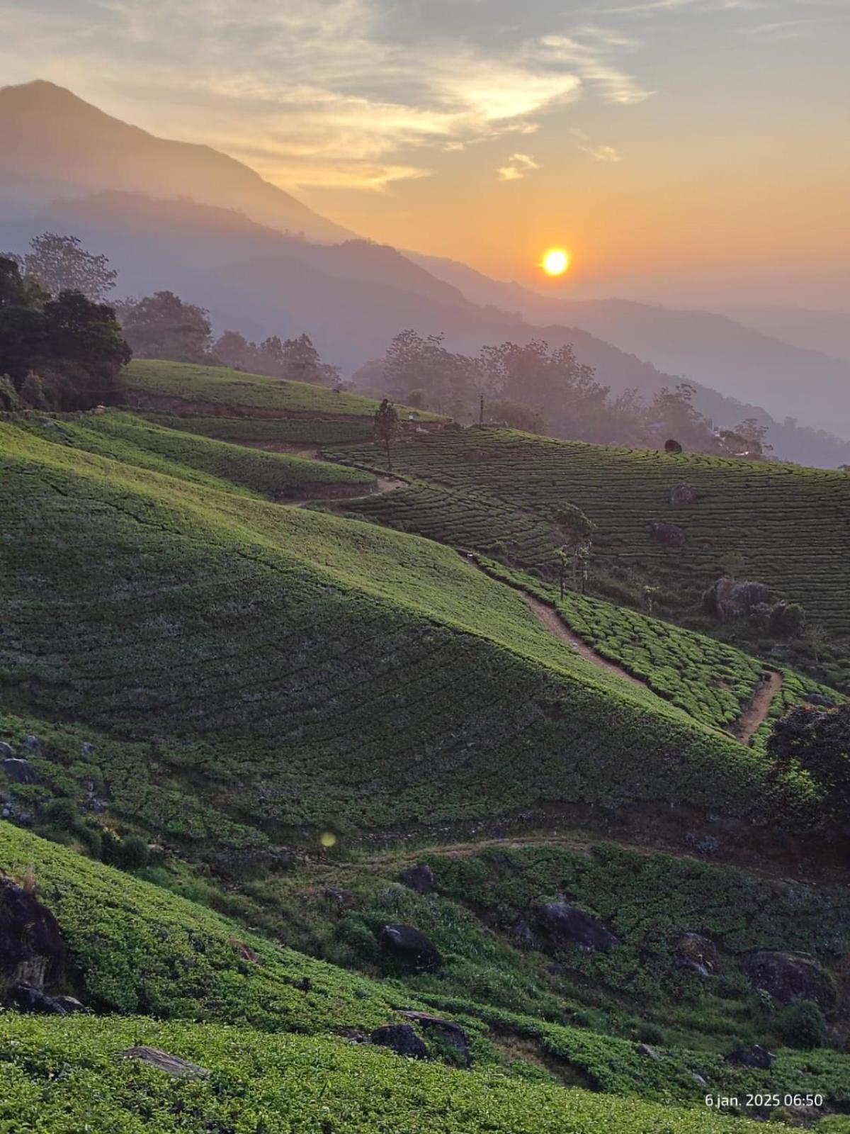 Jungle Jive Treehouse And Farm House Munnar Buitenkant foto