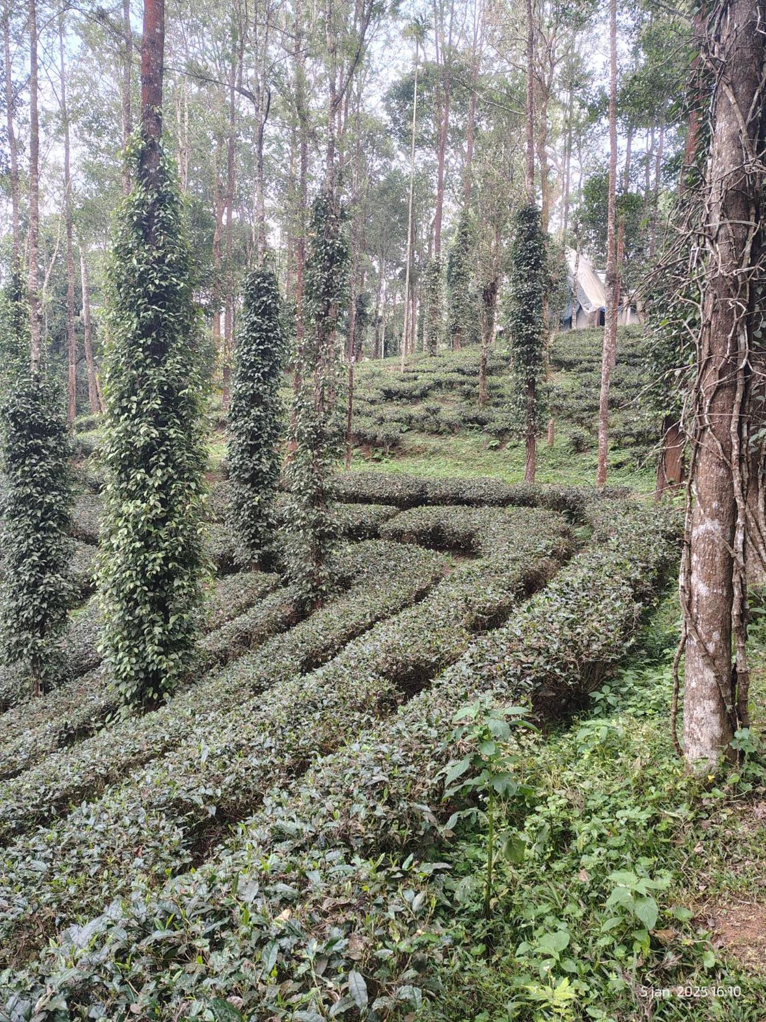 Jungle Jive Treehouse And Farm House Munnar Buitenkant foto